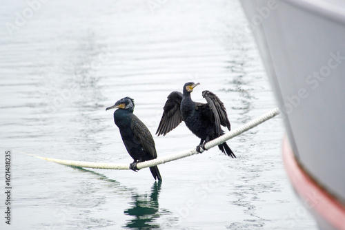 Black cormorants on the hawser of a boat in the port of Alghero