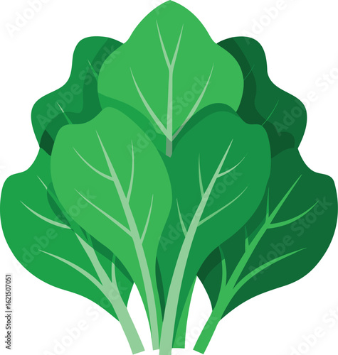Fresh green spinach leaves illustration