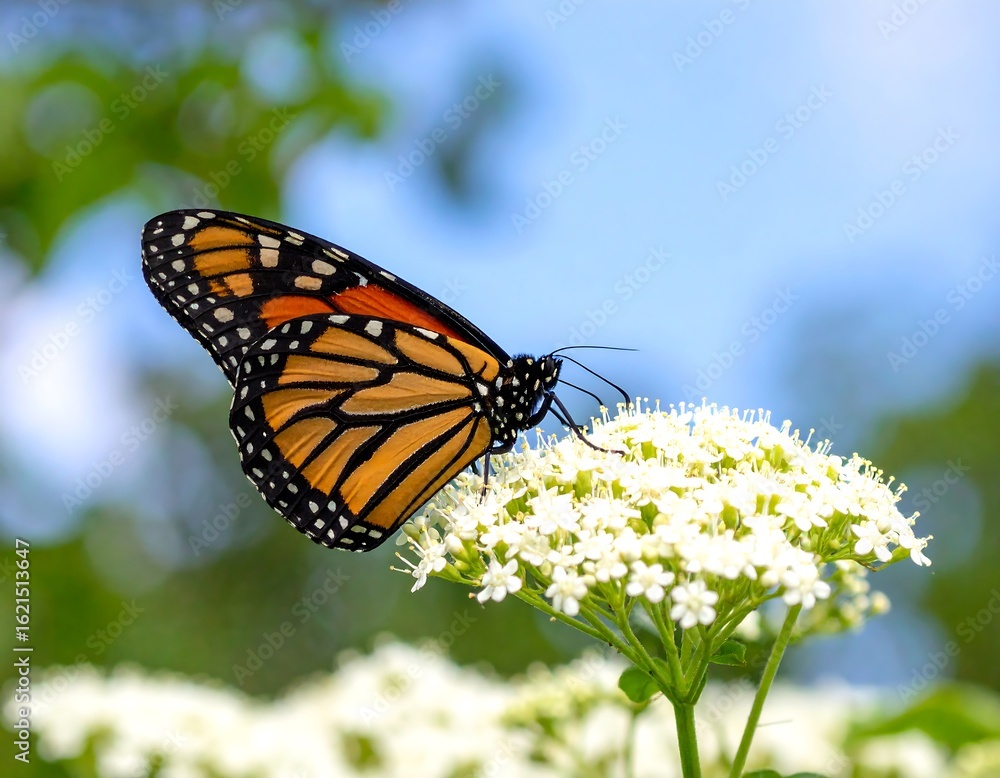 Fototapeta premium Monarch butterfly on a cluster of white flowers