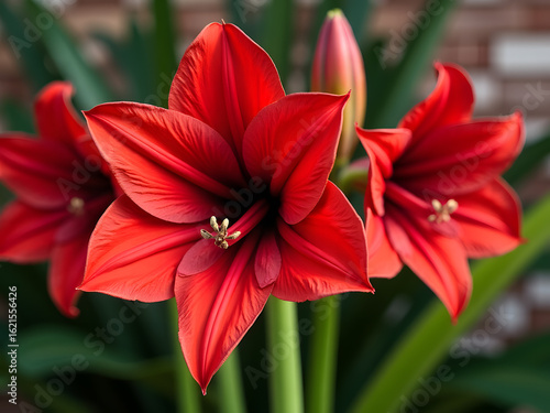 A striking close-up of amaryllis flowers, showcasing their rich red color and intricate petal details.