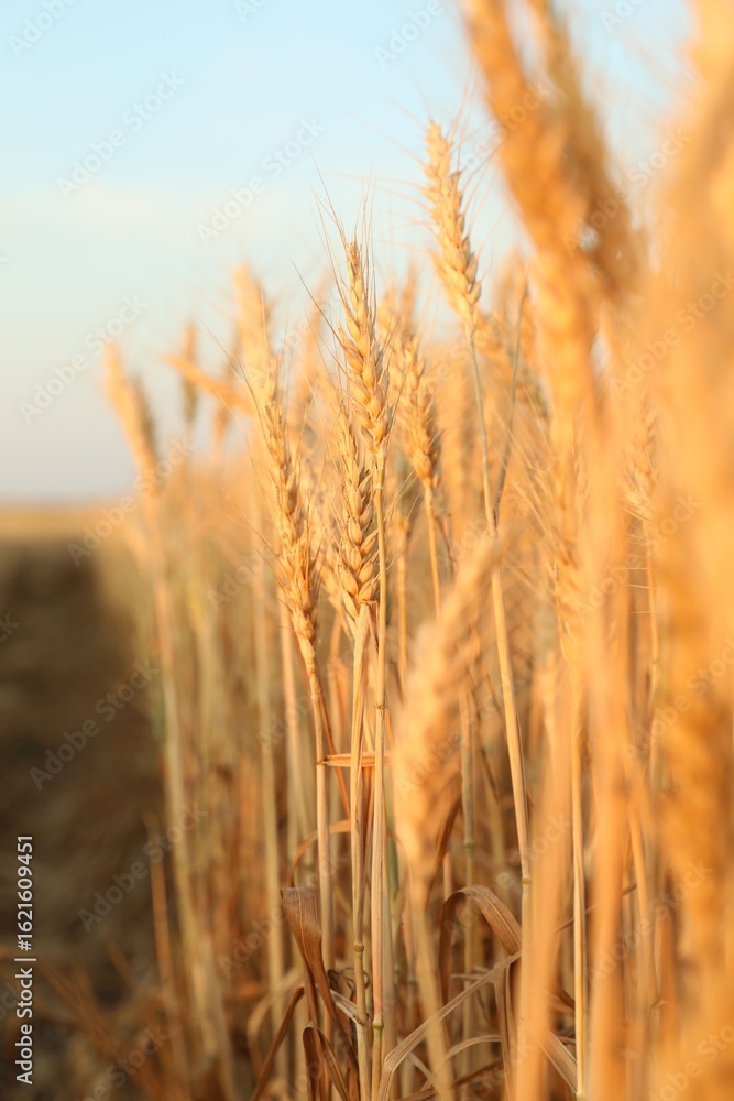 Obraz premium Golden wheat ears growing in field, closeup