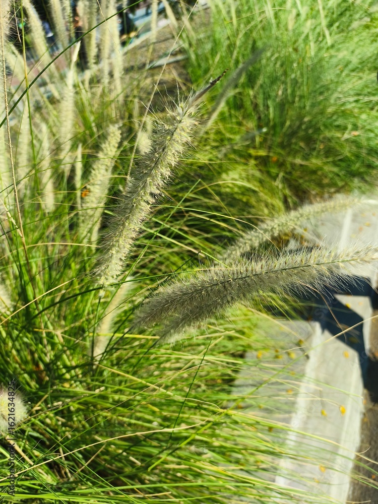 Fototapeta premium green palm tree