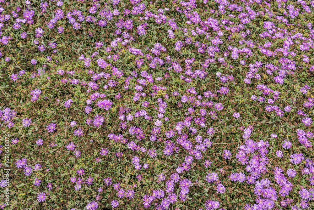 Drosanthemum floribundum, rodondo creeper, pale dewplant, or dew-flower, is a succulent plant in the ice plant family, Aizoaceae. Lovers Point Park, Monterey bay, California Drosanthemum floribundum, rodondo creeper, pale dewplant, or dew-flower, is a succulent plant in the ice plant family, Aizoaceae. Lovers Point Park, Monterey bay, California