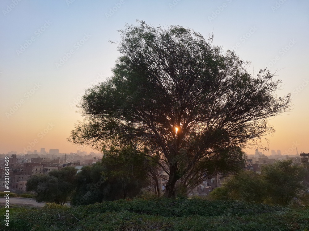 Obraz premium sunset in the forest