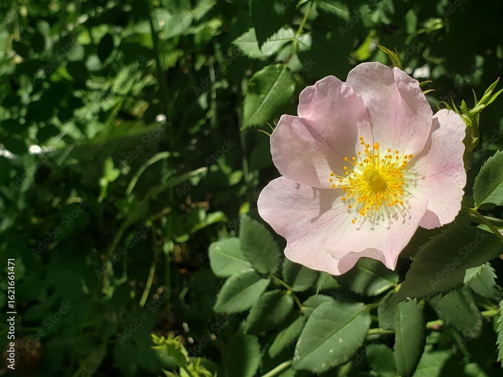 Obraz premium Wild Rose