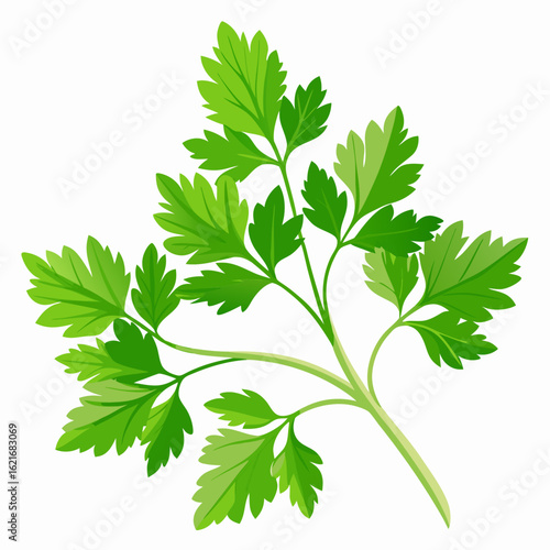 colorful illustration of a parsley leaves