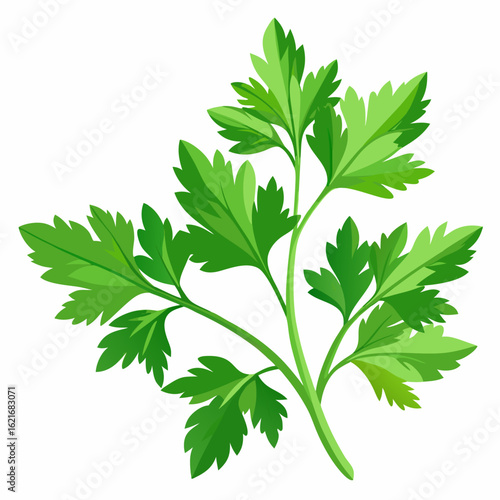 colorful illustration of a parsley leaves