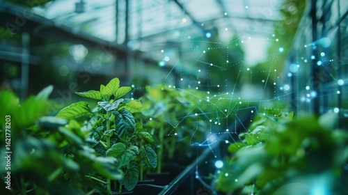 Green plants digital network