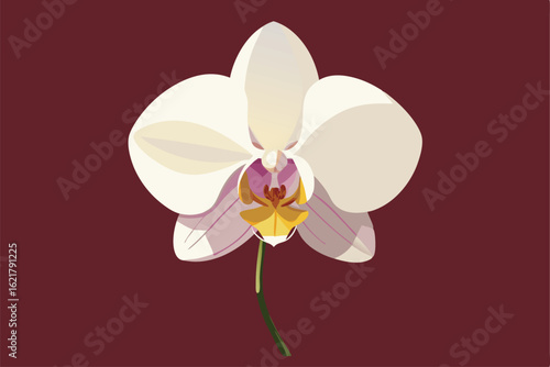 orchid flower close up illustration with realistic.eps