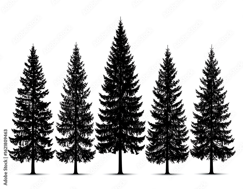 Obraz premium Silhouettes of five evergreen trees