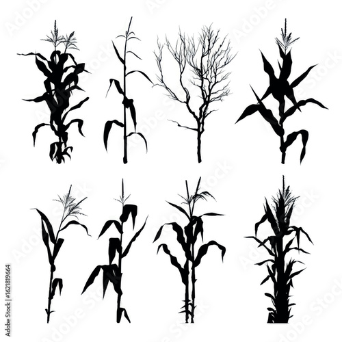 vector illustration of corn stalk silhouette set, Black & White silhouette set 