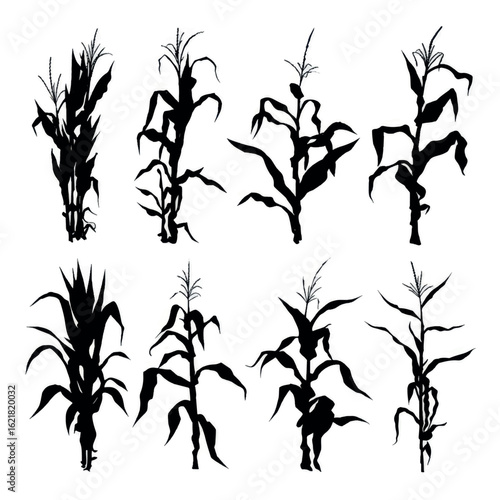 vector illustration of corn stalk silhouette set, Black & White silhouette set 