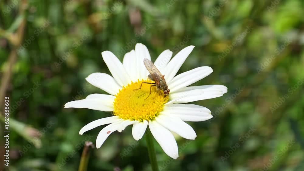 Wild Daisy Flower with Pollinators – 240fps Super Slow Motion 4K Footage Wild Daisy Flower with Pollinators – 240fps Super Slow Motion 4K Footage