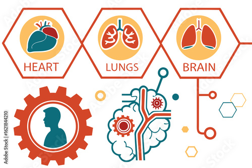 Medical infographic template with organs and anatomy icons