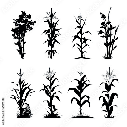 vector illustration of cornstalk silhouette set, Black & White silhouette set