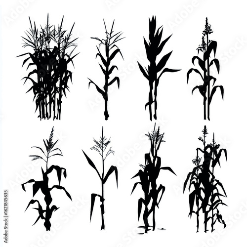 vector illustration of cornstalk silhouette set, Black & White silhouette set