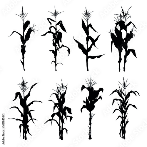 vector illustration of cornstalk silhouette set, Black & White silhouette set