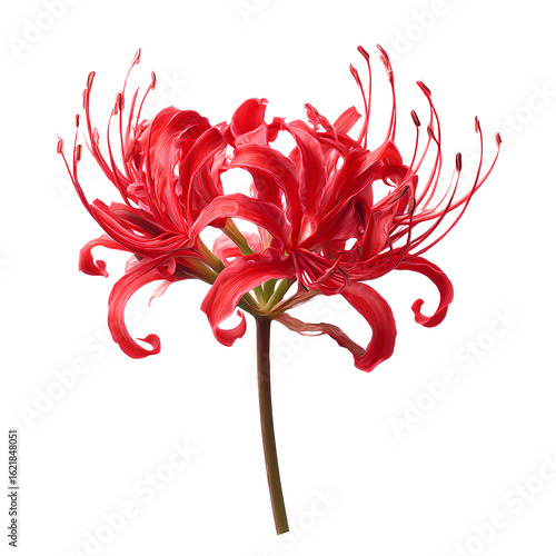 Red Spider Lily on Transparent Background – High Resolution Botanical Illustration
