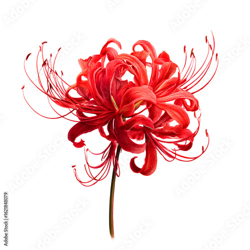 Red Spider Lily on Transparent Background – High Resolution Botanical Illustration