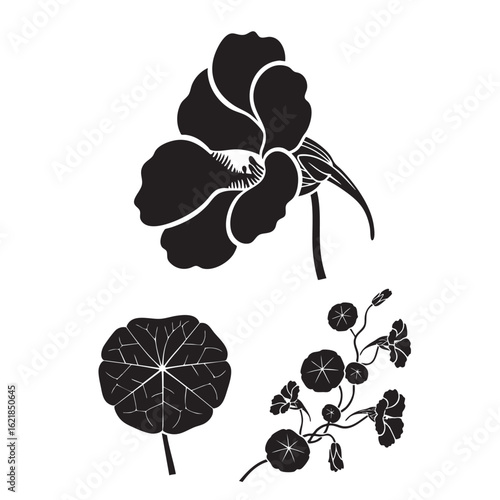 Bold Nasturtium Flower and Leaf Graphic Vector Collection