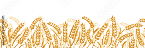 Wheat field, ears of wheat, rye or barley, agriculture and harvest, seamless border, isolated silhouette on white background, vector drawing