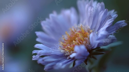 blue flower of a thistle, blue flower macro, purple flower macro, close up