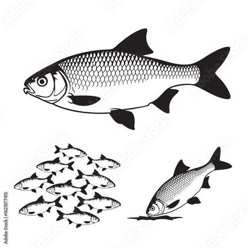 Set of 3 Roach Silhouettes as a European Cyprinid Fish Icon Set