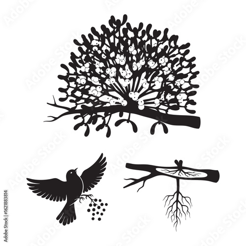 Set of 3 Mistletoe Silhouettes as a Hemiparasitic Plant Icon Set