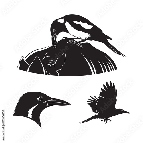 Set of 3 Oxpecker Silhouettes as a Symbiotic and Parasitic Bird