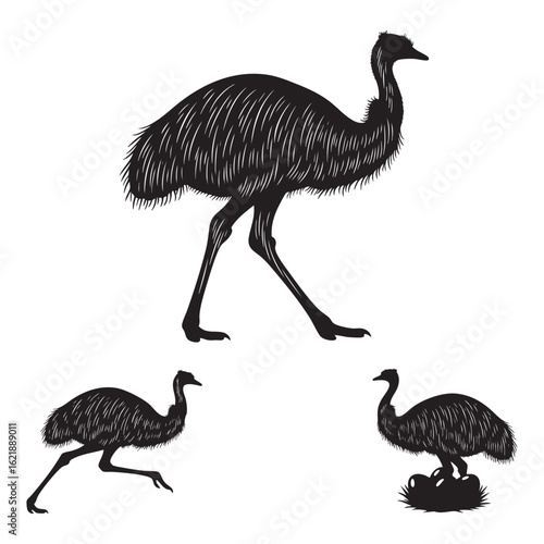 Set of 3 Emu Silhouettes as a Large Australian Flightless Bird
