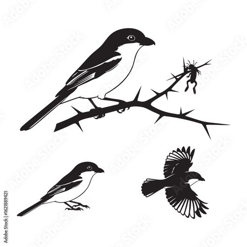 Set of 3 Shrike Silhouettes as a Predatory Butcher Bird Icon Set