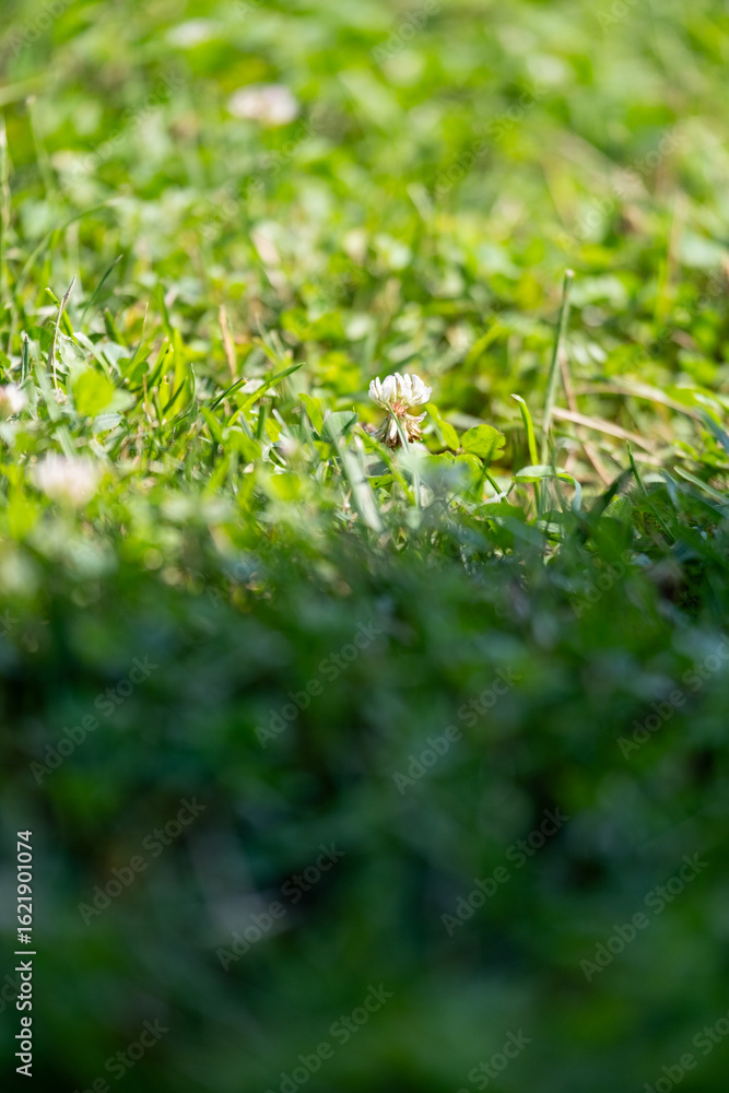 Bright yellow flower standing tall in green grass during sunny day Bright yellow flower standing tall in green grass during sunny day