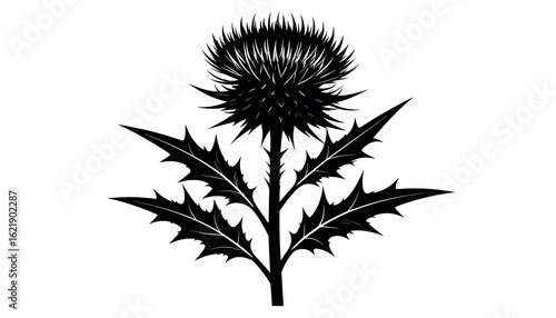 Wallpaper Mural Monochrome botanical illustration of a thistle flower against a clear backdrop Torontodigital.ca