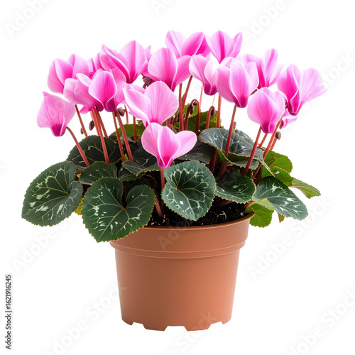 Beautiful studio photograph of a potted cyclamen plant