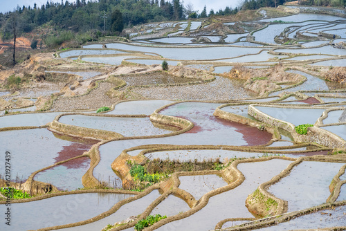 Wallpaper Mural rice terraces of yuanyang in yunnan, china Torontodigital.ca