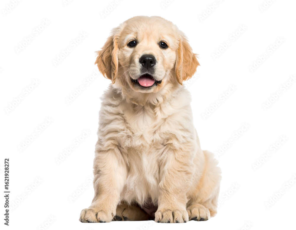 golden retriever puppy on white background golden retriever puppy on white background