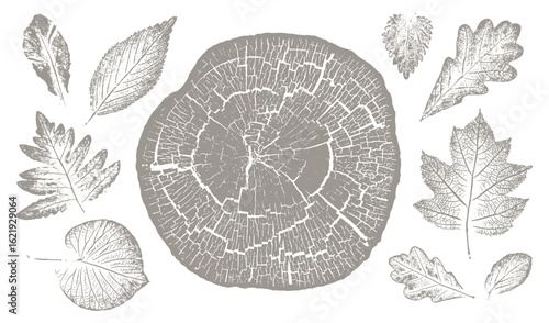 Trendy floral branch tree rings and grass for logo or decorations. Hand drawn line elegant leaves for invitation card. Botanical rustic trendy vector art.