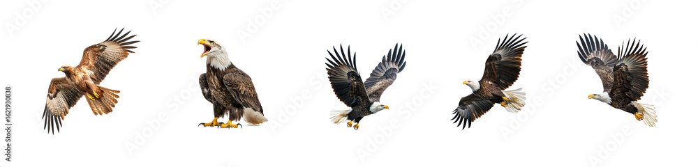 Fototapeta premium Collection of Eagle feeding An eagle holds prey in its talons while perched or in flight. full length isolate on transparent background
