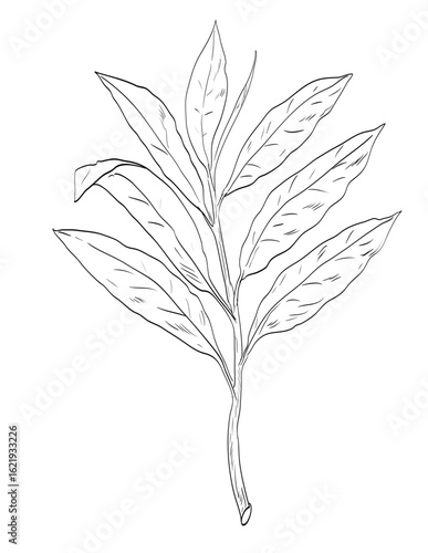  Drawing sketch style illustration of grains of paradise, Aframomum melegueta or melegueta pepper in the ginger family used as spice herb done in black and white line art on isolated background. 
