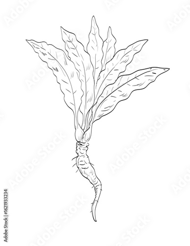 Drawing sketch style illustration of horseradish Armoracia rusticana, a perennial plant of the mustard family Brassicaceae used as spice herb done in black and white line art on isolated background. 