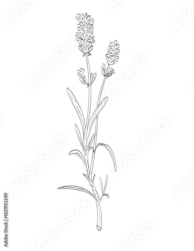 Drawing sketch style illustration of Lavandula or lavender, a perennial flowering plants in the sage family, Lamiaceae used as spice herb done in black and white line art on isolated background. 