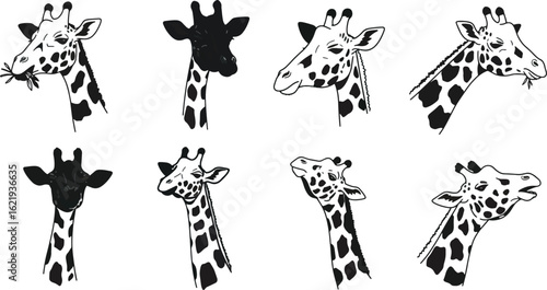Giraffe portraits collection black white illustration