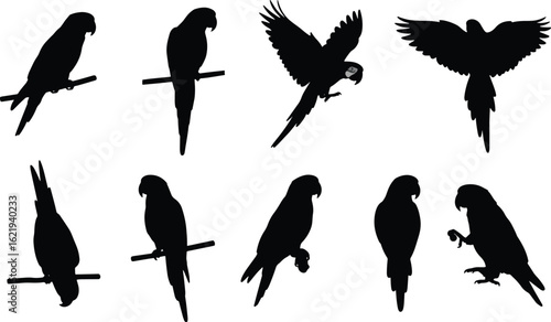 Parrot silhouettes various poses