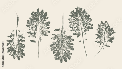 Simple leaf print of kale lettuce greens for salad menu. Decorative graphic elements with herbs for decoration.