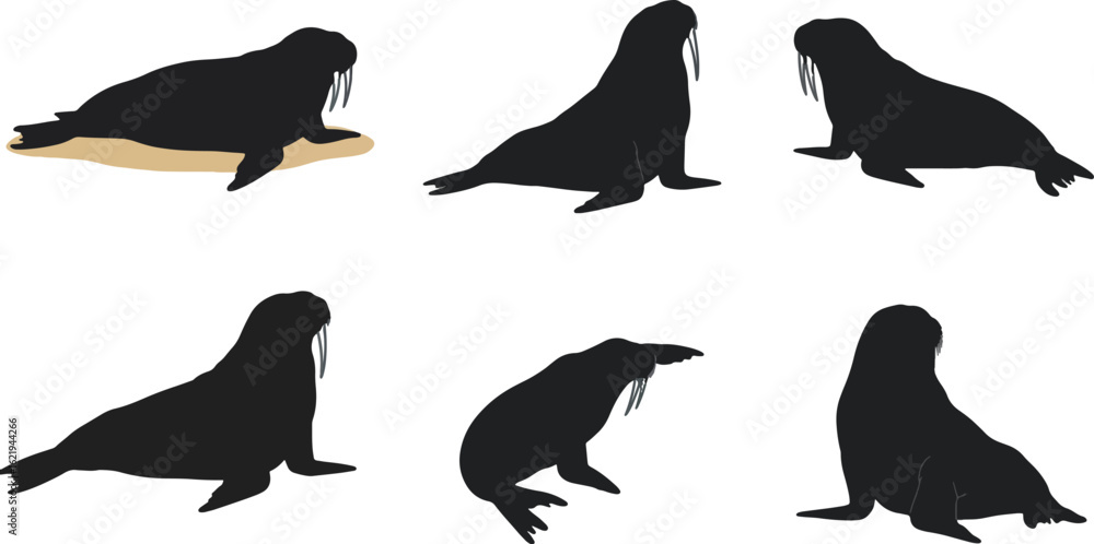 Obraz premium Walrus silhouettes various poses
