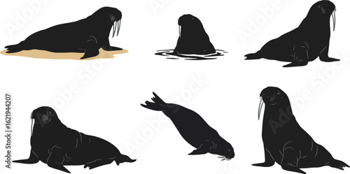 Walrus silhouettes graphic design illustration
