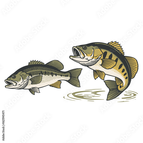 Two Bass Fish Swimming in Water Illustration largemouth bass