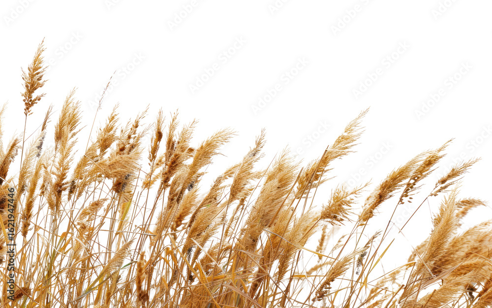 Fototapeta premium PNG Outdoors plant wheat