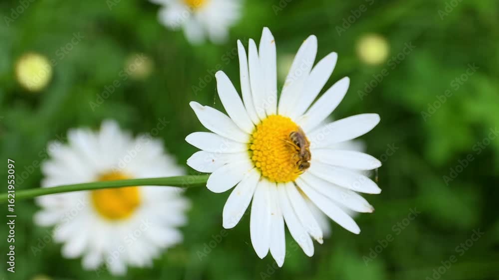 Wild Daisy Flower with Pollinators – 240fps Super Slow Motion 4K Footage Wild Daisy Flower with Pollinators – 240fps Super Slow Motion 4K Footage