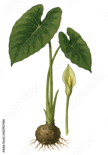 Colocasia esculenta (lompong atau talas)